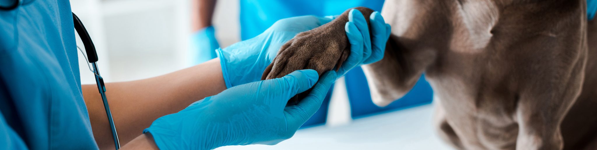 cropped view of veterinarian examining paw of gray dog ​​near colleague, panoramic shot